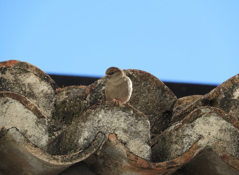 Naturaleza camuflada