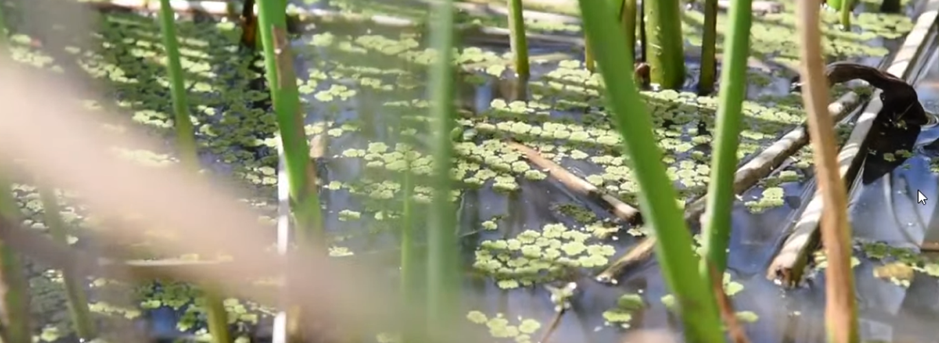 Trayectorias anfibias: una investigación para valorizar y proteger nuestro paisaje